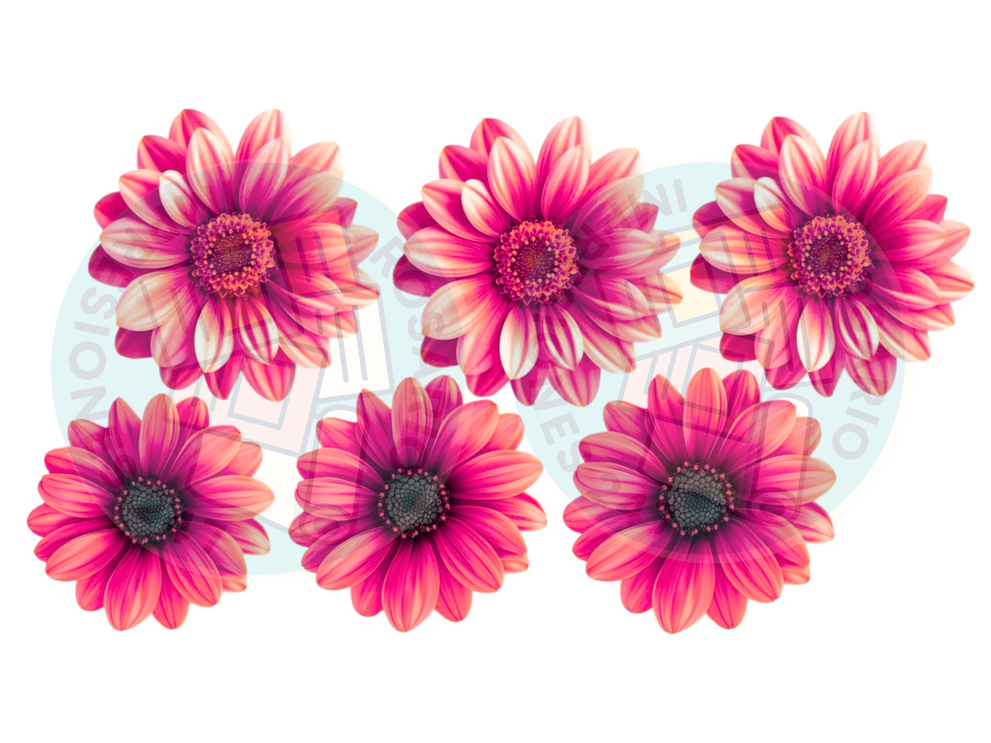 FLORES X6 ROSA FUERTE DEGRADE COD.231