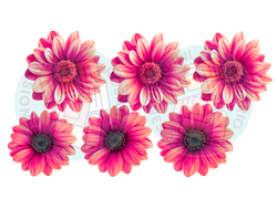 FLORES X6 ROSA FUERTE DEGRADE COD.231