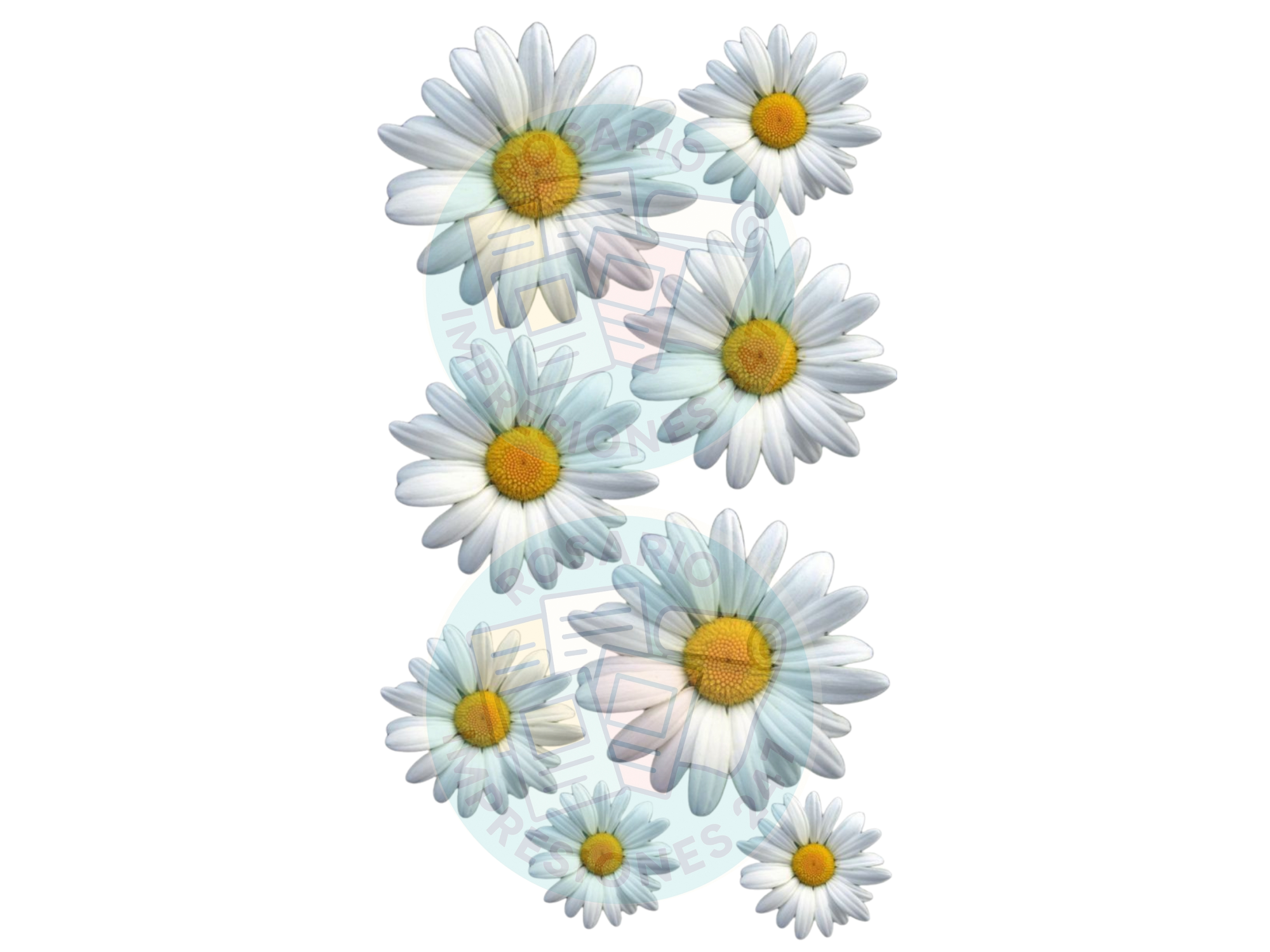 MARGARITAS BLANCAS COD.150