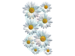 MARGARITAS BLANCAS COD.150