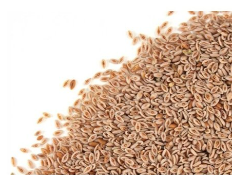 Semilla de Psyllium