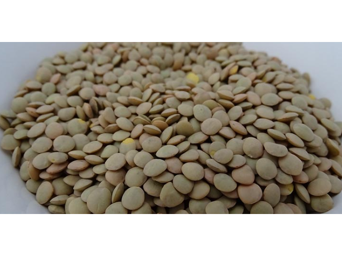 Lentejas de primera calidad