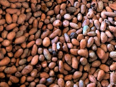 Semilla de Cacao