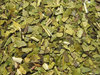 Yerba Ajedrez canchada hoja grande