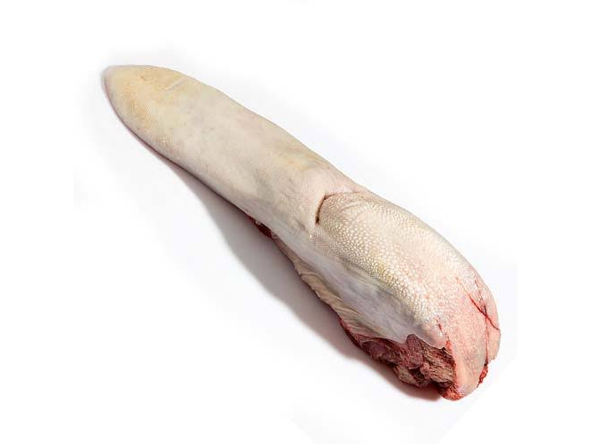 LENGUA