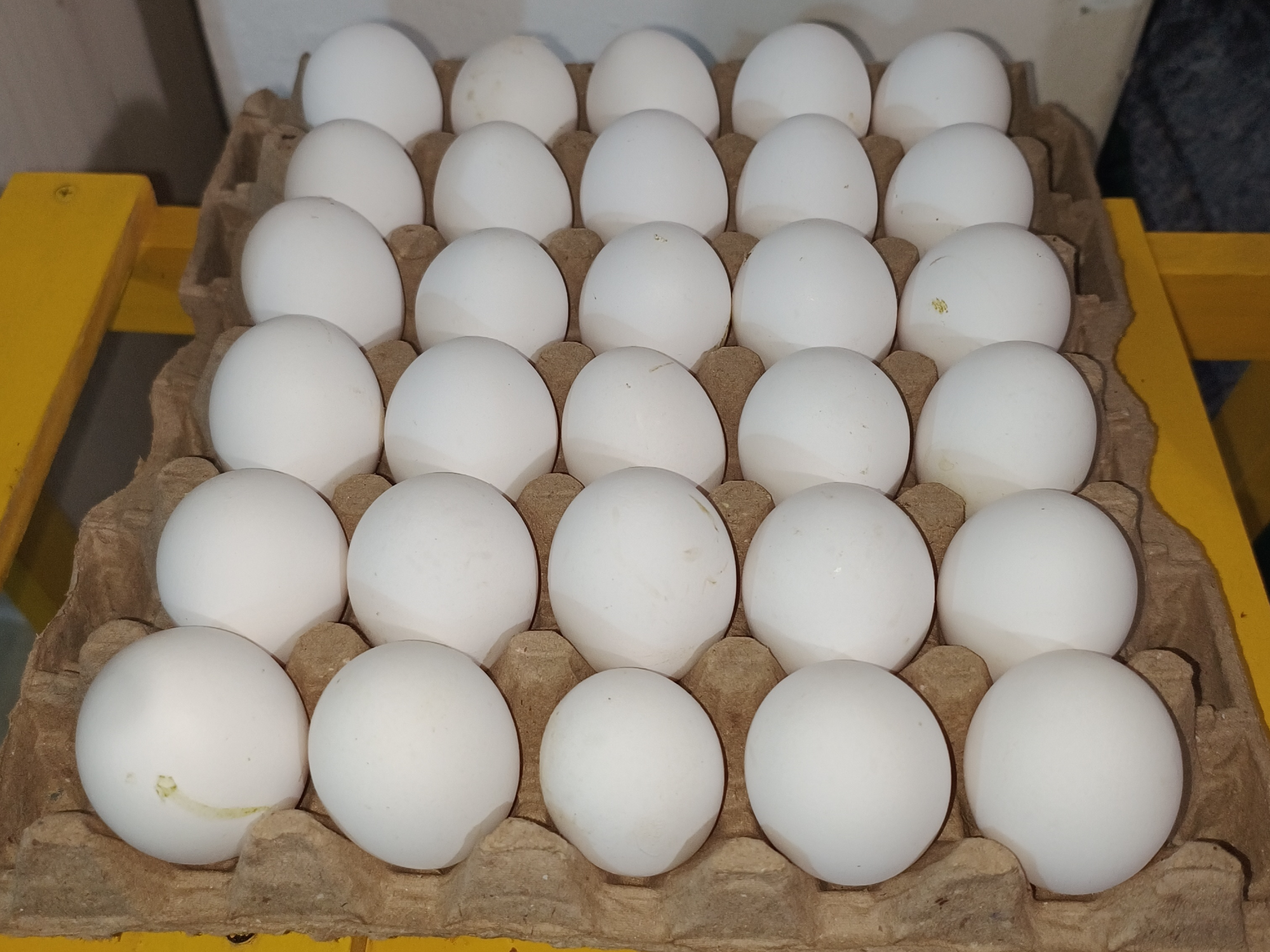 Huevos blancos medianos maple x 30