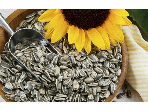 Semilla de girasol con cáscara
