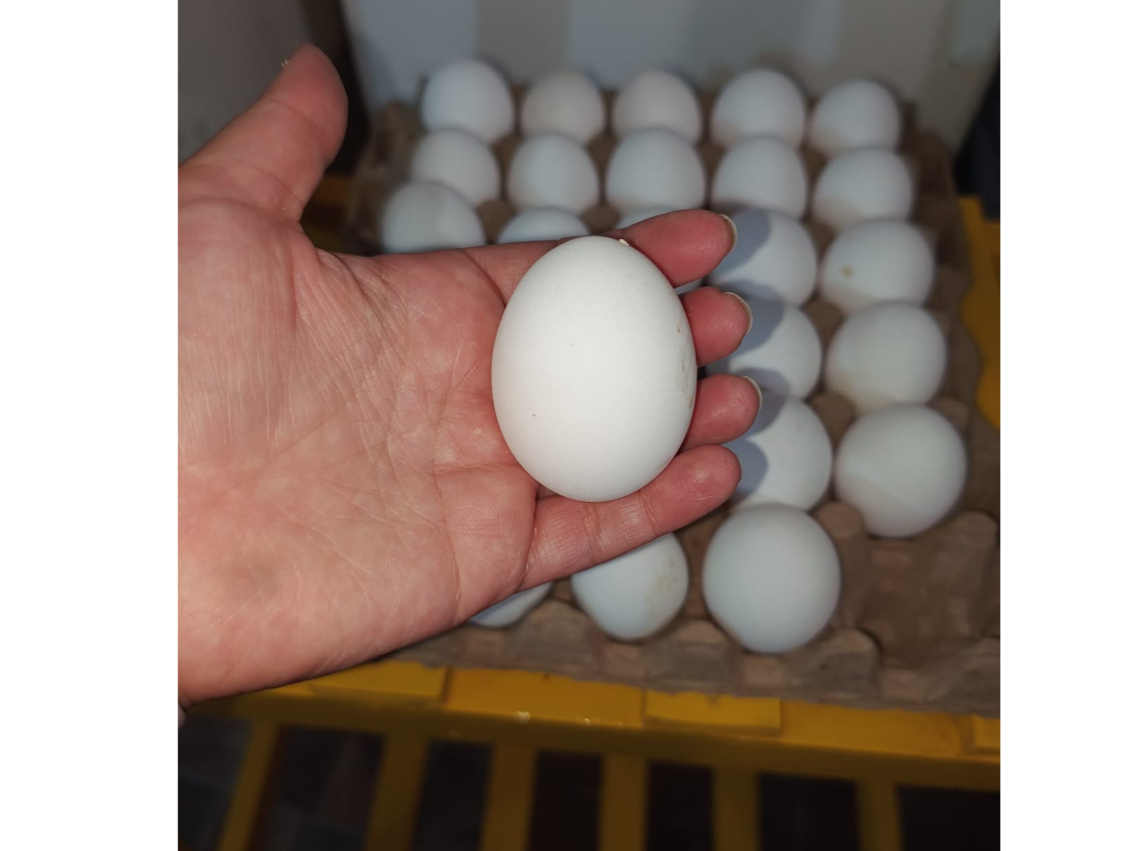 Huevos blancos x maple 30unidades