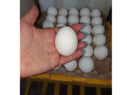 Huevos blancos x maple 30unidades