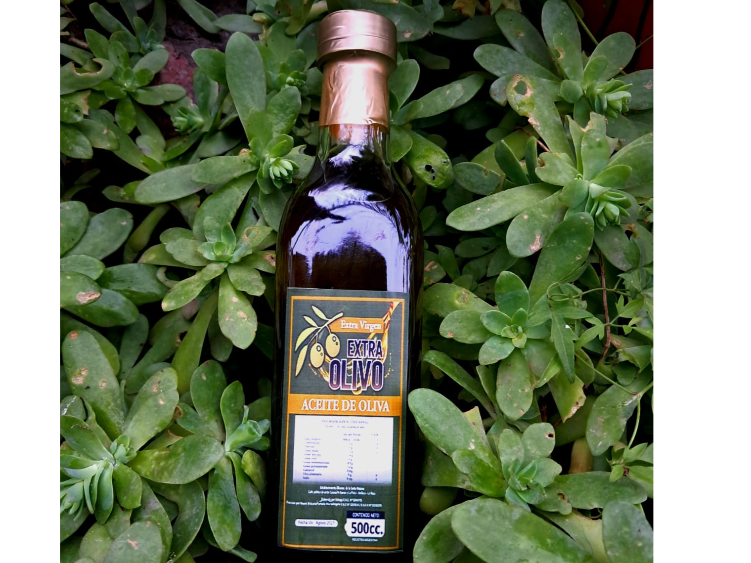Oliva Extra Virgen Botella de Vidrio 500cc