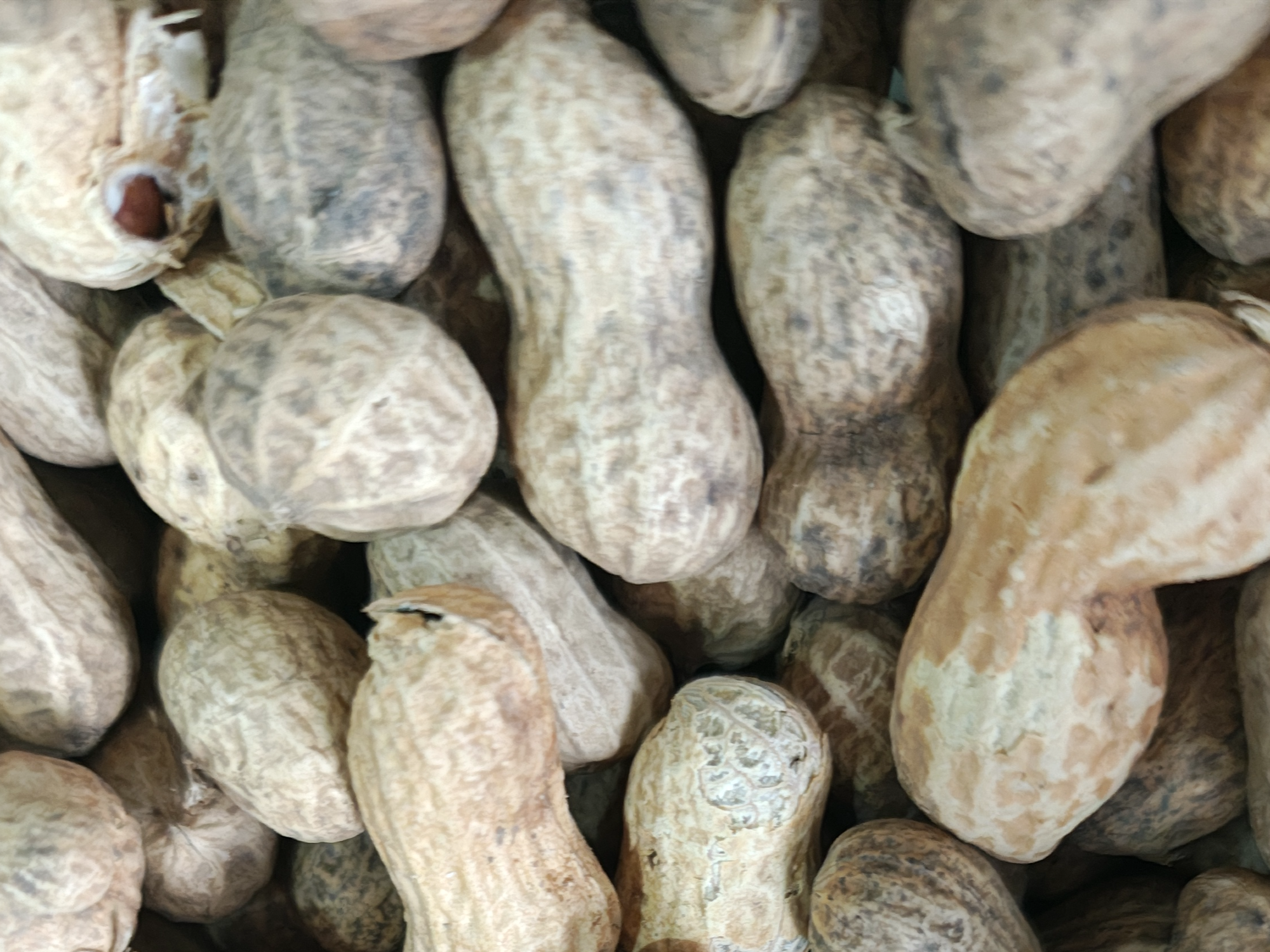 Mani con cascara