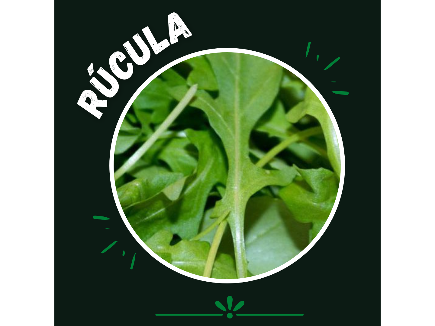 Rucula