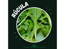Rucula