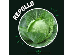Repollo blanco