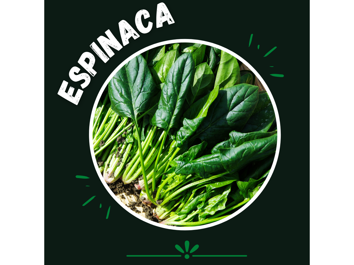 Espinaca