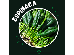 Espinaca