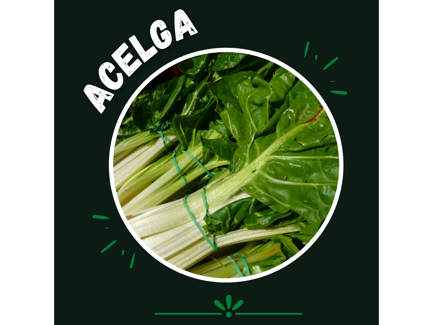 Acelga