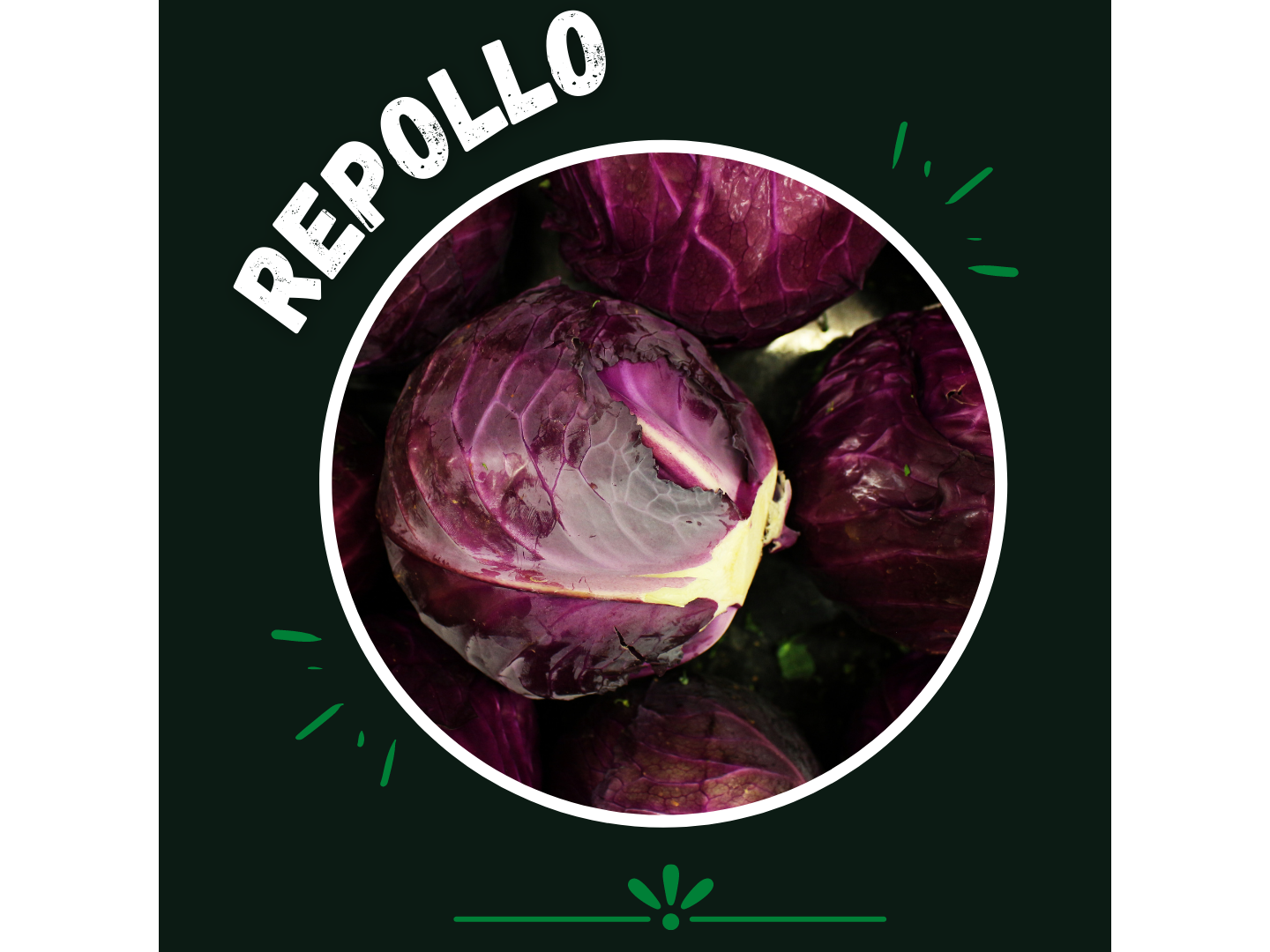 Repollon morado