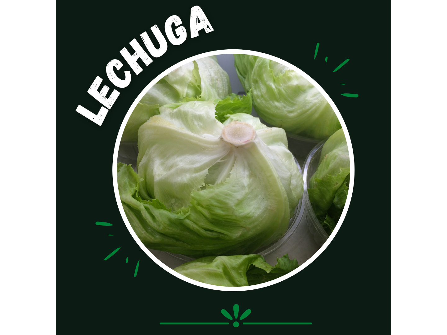 Lechuga repollada