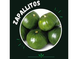 Zapallito verde