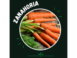 Zanahoria