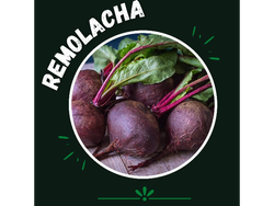 Remolacha