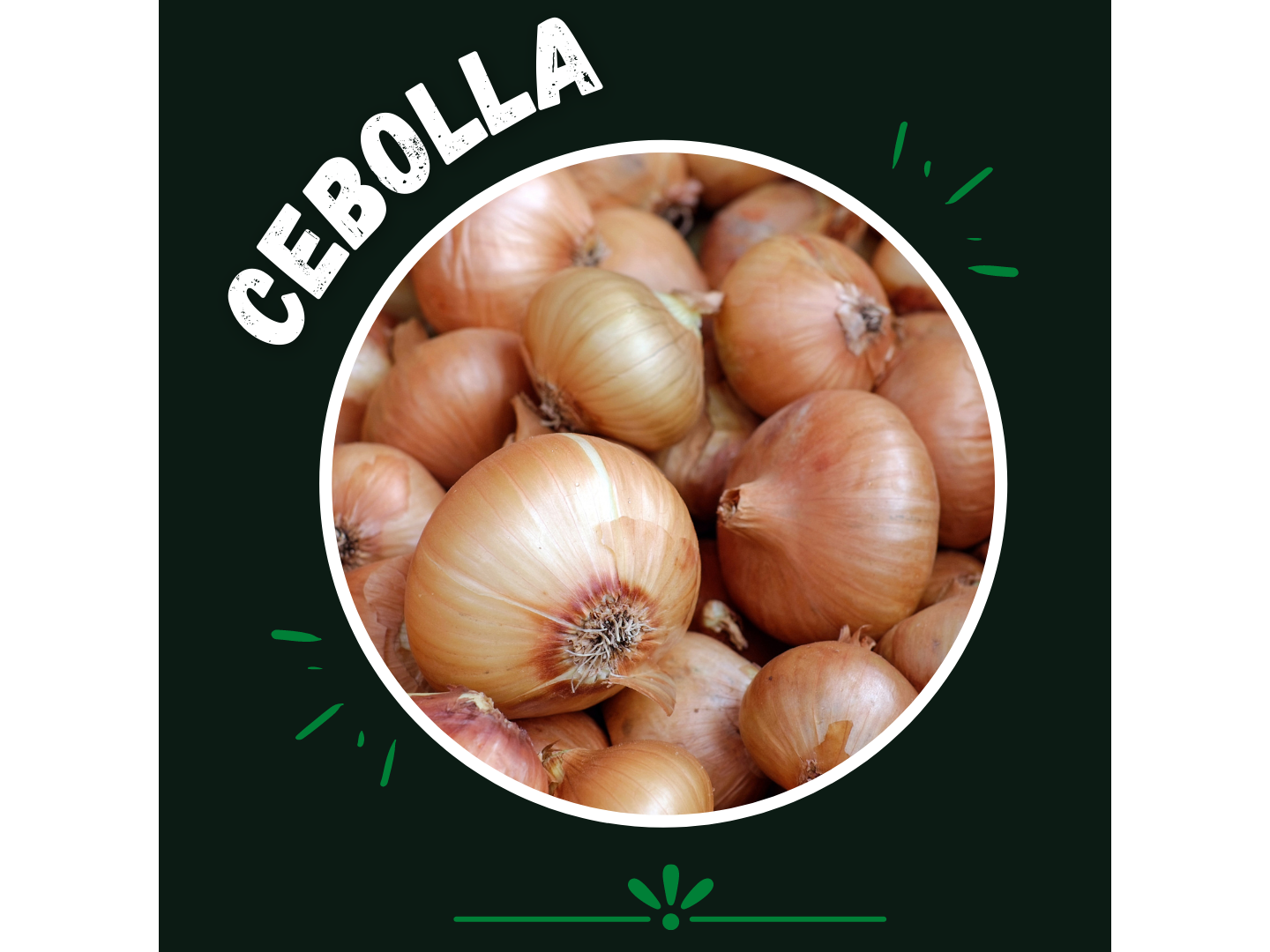 Cebolla