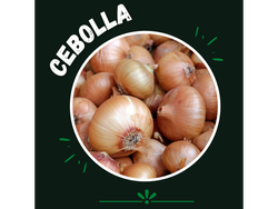 Cebolla