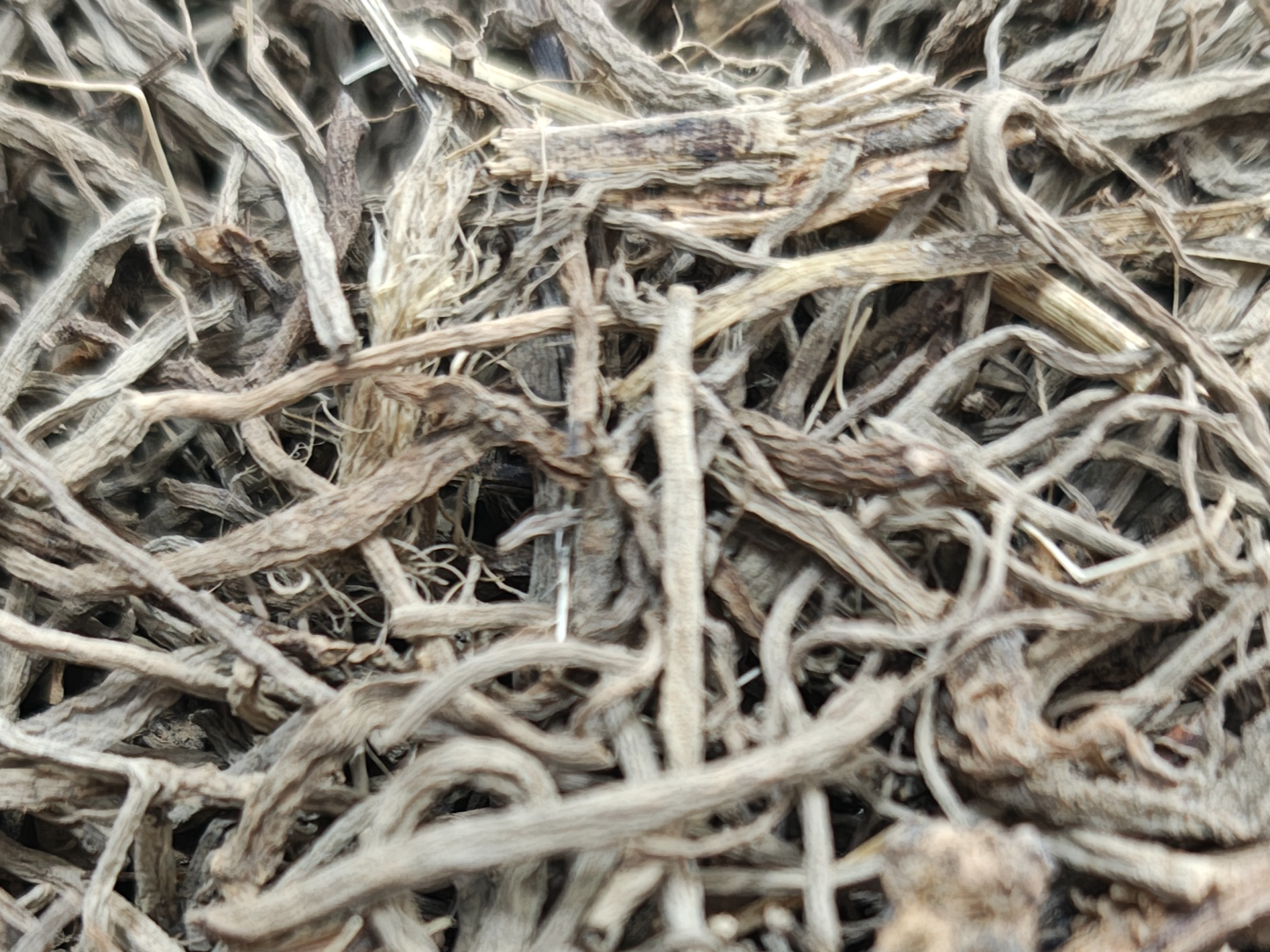 Valeriana