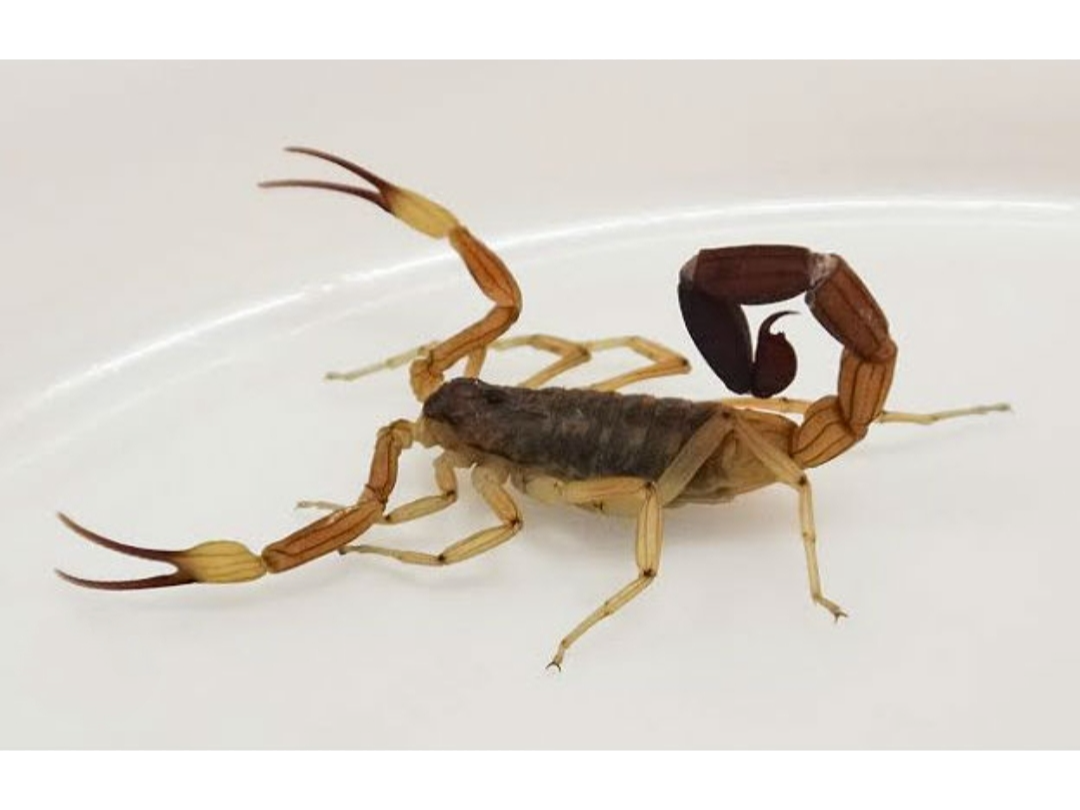 Veneno para Alacranes