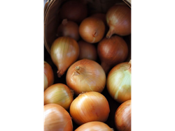Cebolla
