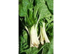 Acelga