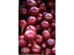 Cebolla Morada