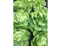 Lechuga Manteca