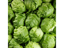 Lechuga Arrepollada