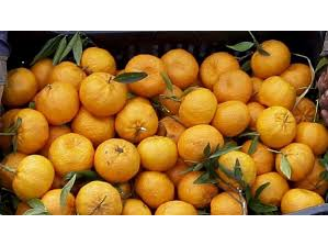 MANDARINA CRIOLLA X2 KILOS