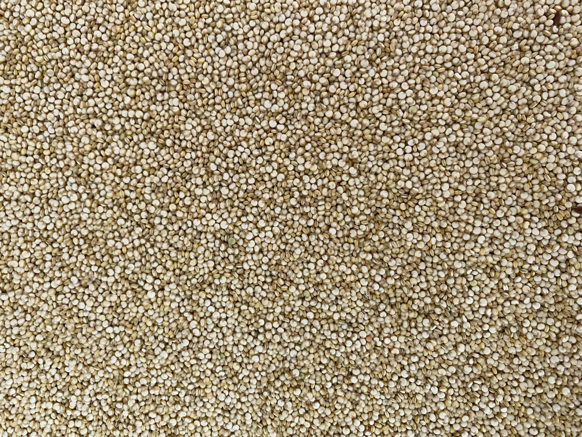 Semilla Quinoa Real