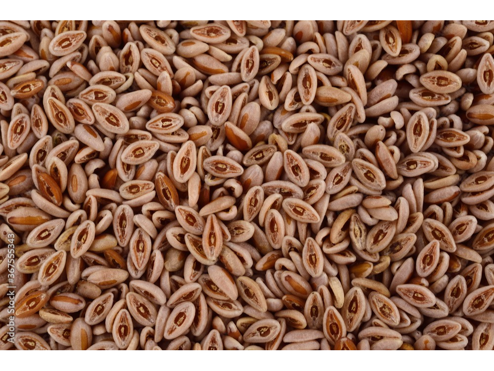 Semilla Zaragotona (Psyllium)