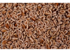 Semilla Zaragotona (Psyllium)