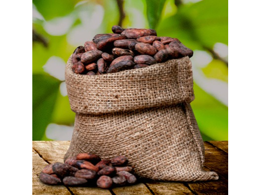 Semilla de Cacao