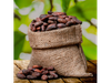 Semilla de Cacao