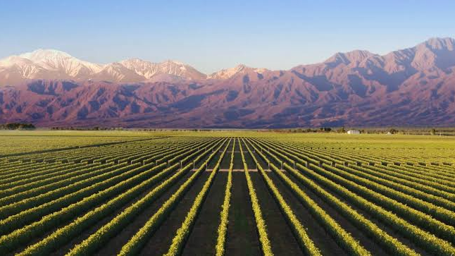 Vinos de Cuyo