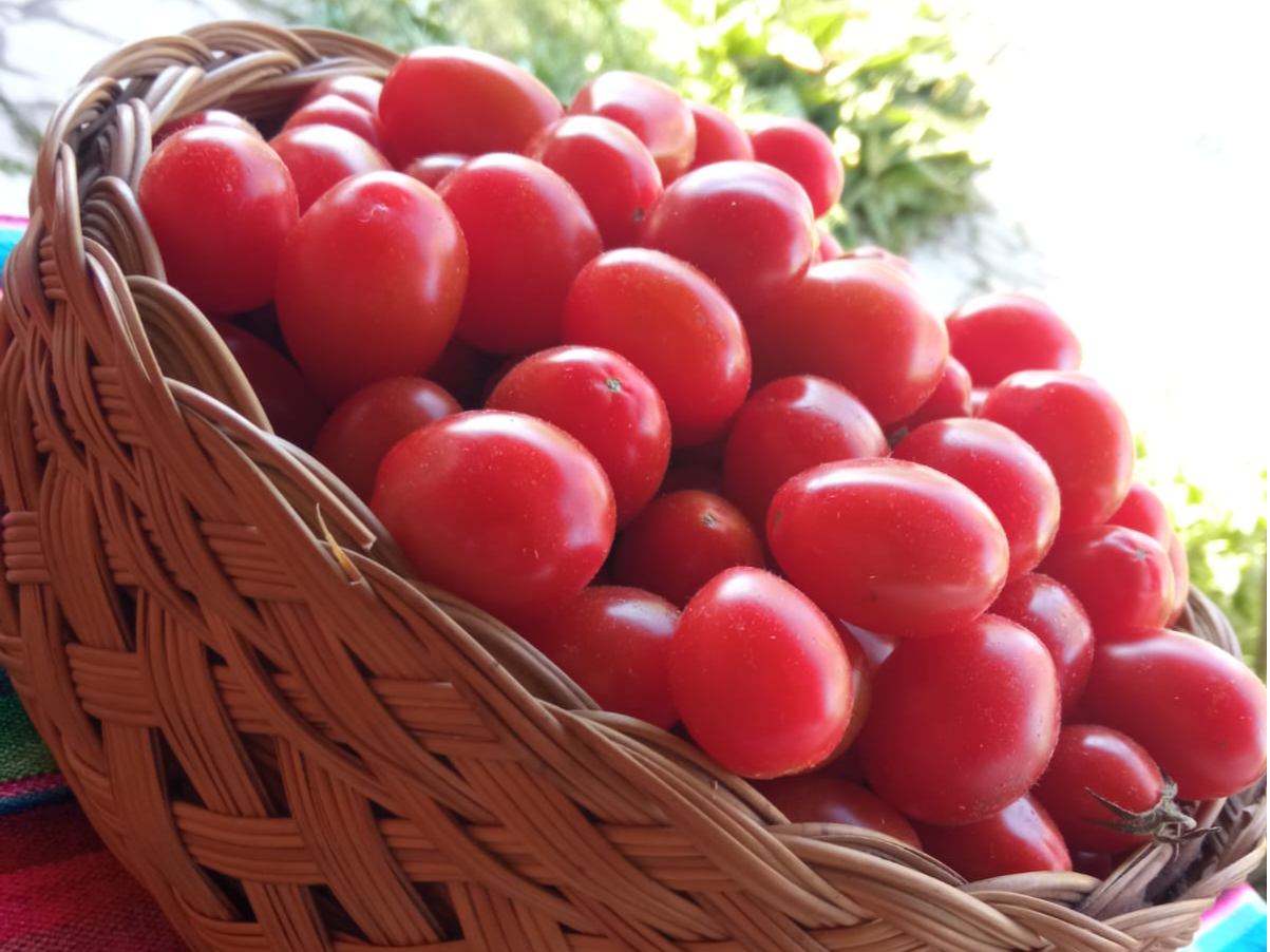 Tomates Cherry 1k