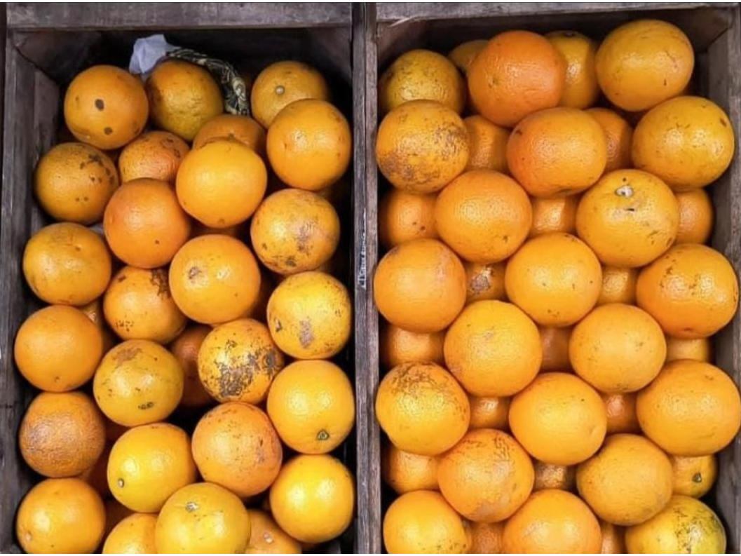 Naranjas  para Jugo 1k aprox.