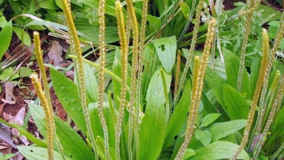HIERBAS MEDICINALES