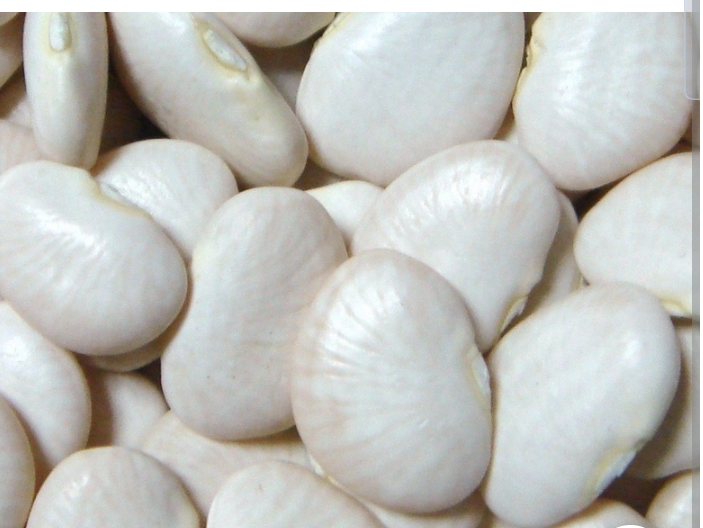 Porotos Pallares