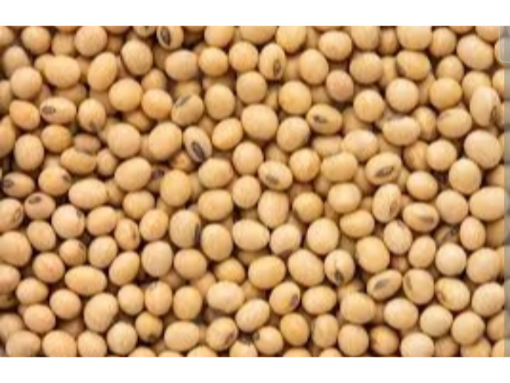 Porotos de soja