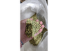 Cardamomo