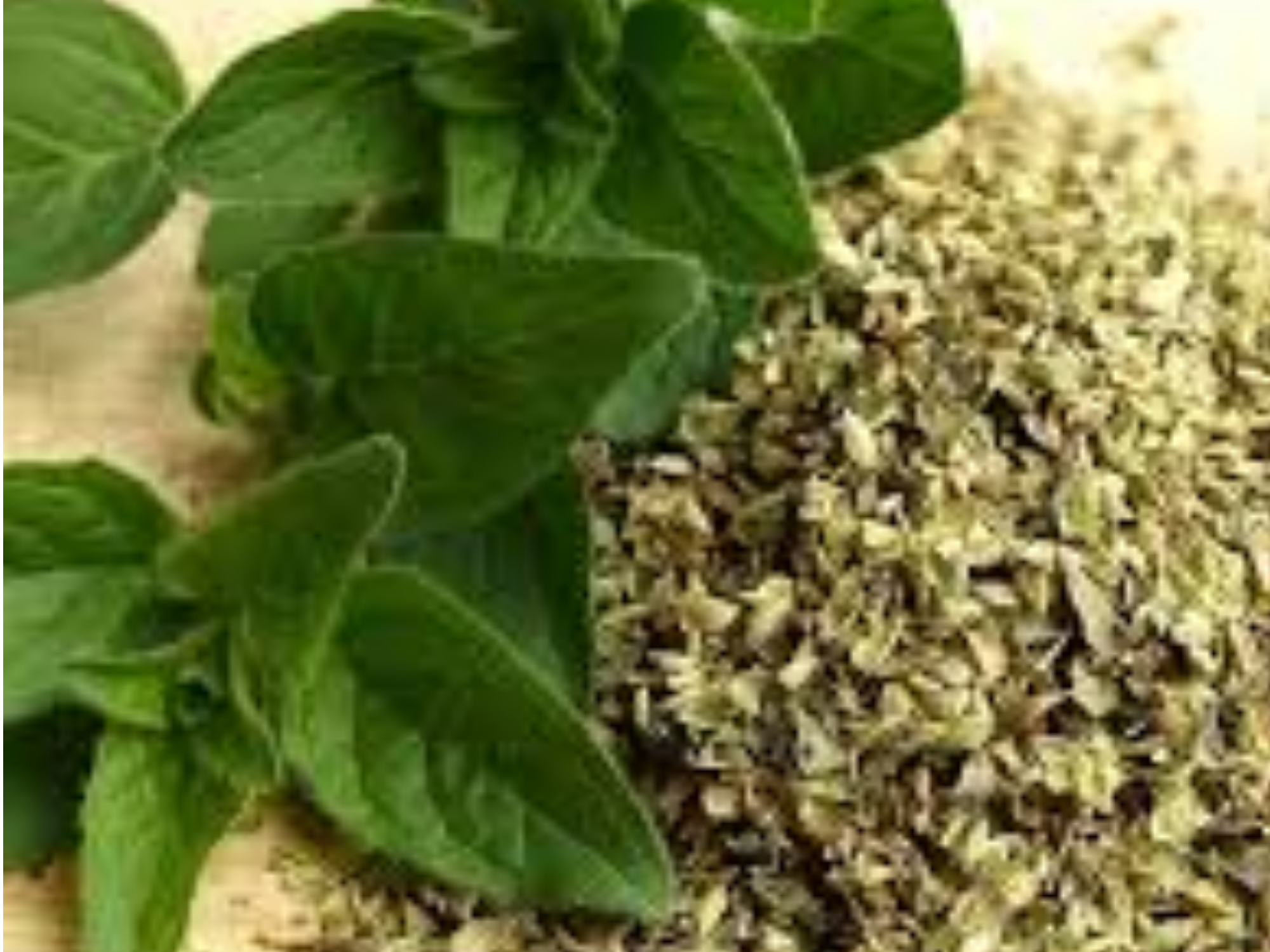 OREGANO