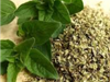 OREGANO